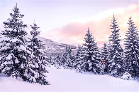 Beautiful winter forest landscape Photograph by Anna Om | Fine Art America