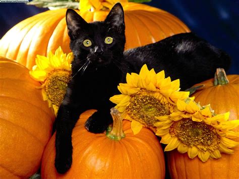 Autumn Black Cat HD Wallpaper