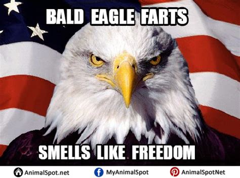 Bald Eagle Memes