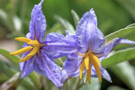 Silverleaf nightshade Photograph by Donna Kennedy - Fine Art America