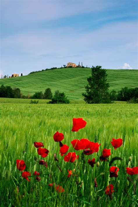 Tuscany - Fine art prints in different sizes, frames and materials are ...