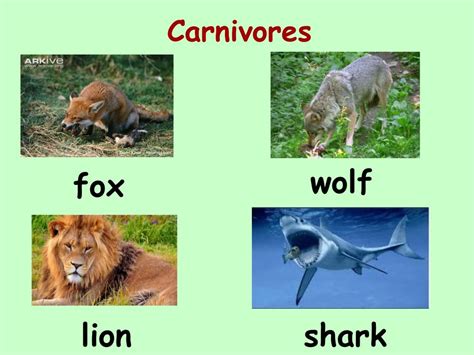 Carnivores herbivores omnivores with examples