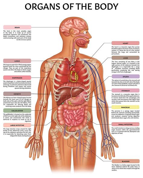 Free Printable Human Anatomy Diagrams - Printable JD