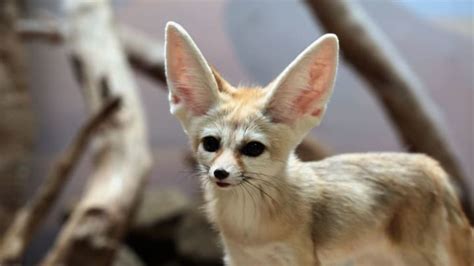 20 Amazing Animal Adaptations for Living in the Desert | Mental Floss