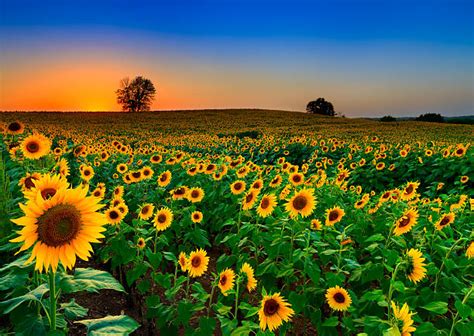 180,500+ Sunflower Field Stock Photos, Pictures & Royalty-Free Images ...