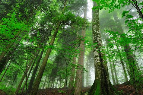 Natural Forests First | Rewilding Europe