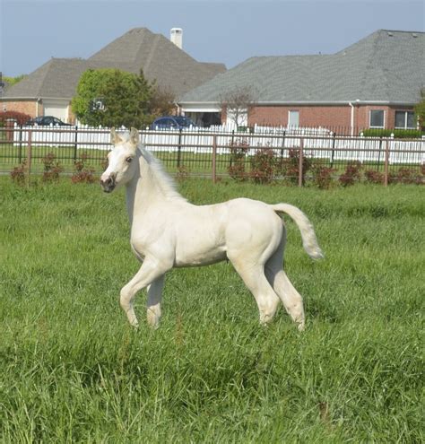 Foal by- Amazing GORGEOUS and HUGE ! CREMELLO saddlebred Stallion CA ...