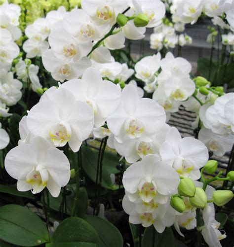 Orchid Plants - White Phalaenopsis | Orchidaceous! Orchid Blog