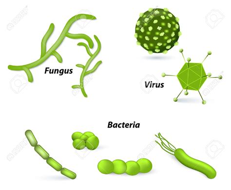 Bacteria clipart fungus bacteria, Bacteria fungus bacteria Transparent FREE for download on ...