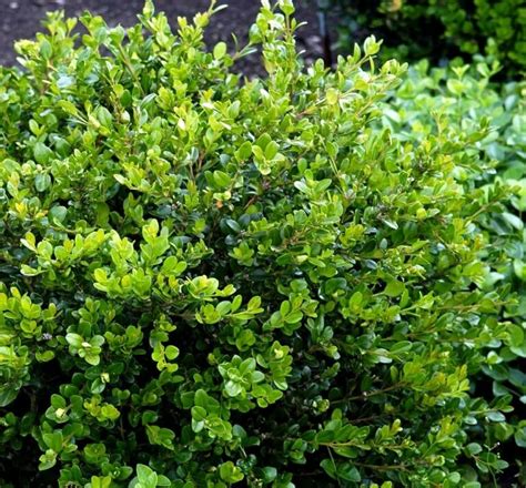 Buxus 'Faulkner' Boxwood 6" Pot - Hello Hello Plants