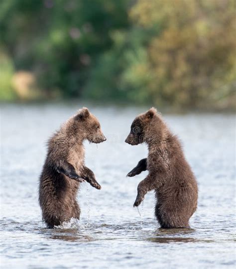 Two Cute Brown Bear Cubs Playing Stock Image - Image of sparring, park ...