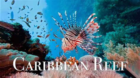 Shedd Aquarium Exhibits The Caribbean Reef - Aquarium Views