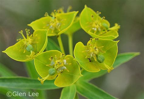 Euphorbia esula photos Saskatchewan Wildflowers