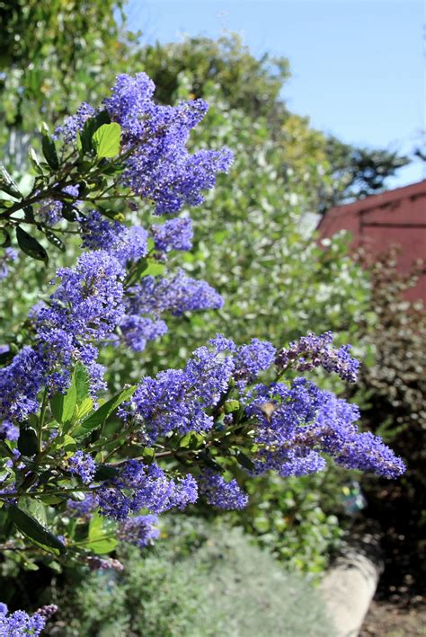 Ceanothus ‘Ray Hartman’ - Berkeley Horticultural Nursery Berkeley ...