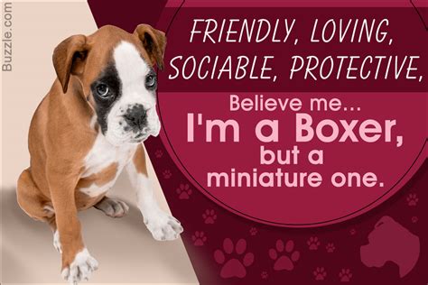 Meet the Miniature Boxer, a Mix Breed of Boxer and Boston Terrier - DogAppy