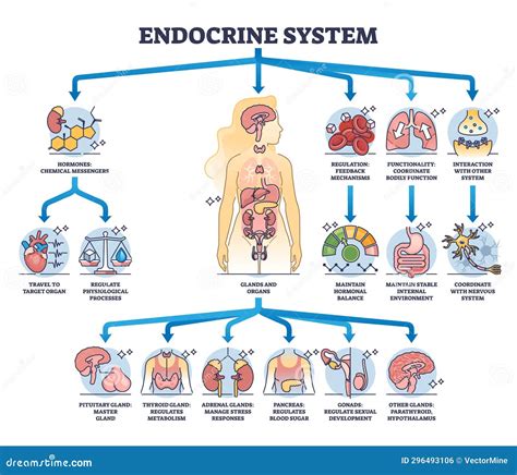 Endocrine System with Body Glands and Organs Functions Outline Diagram. Stock Vector ...