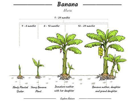 Fasi di coltivazione del banano è ora di coltivare un banano e la sua spiegazione | Vettore Premium