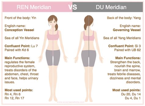 The Body's Meridian System and the Governing Vessel