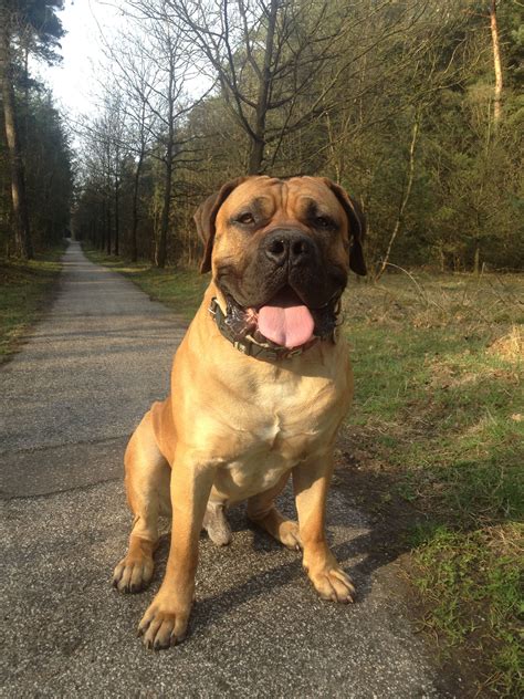 South African Boerboel Mastiff Puppy Dogs | Mastiff dogs, Dogs, Dog breeds