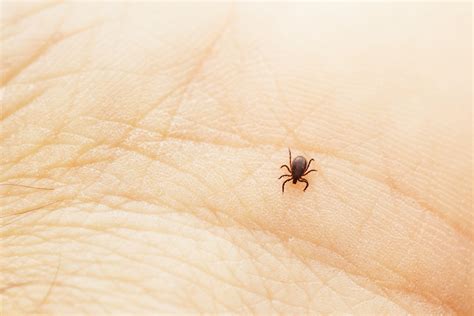 Ticks in California | Helpful Information That You Should Know!