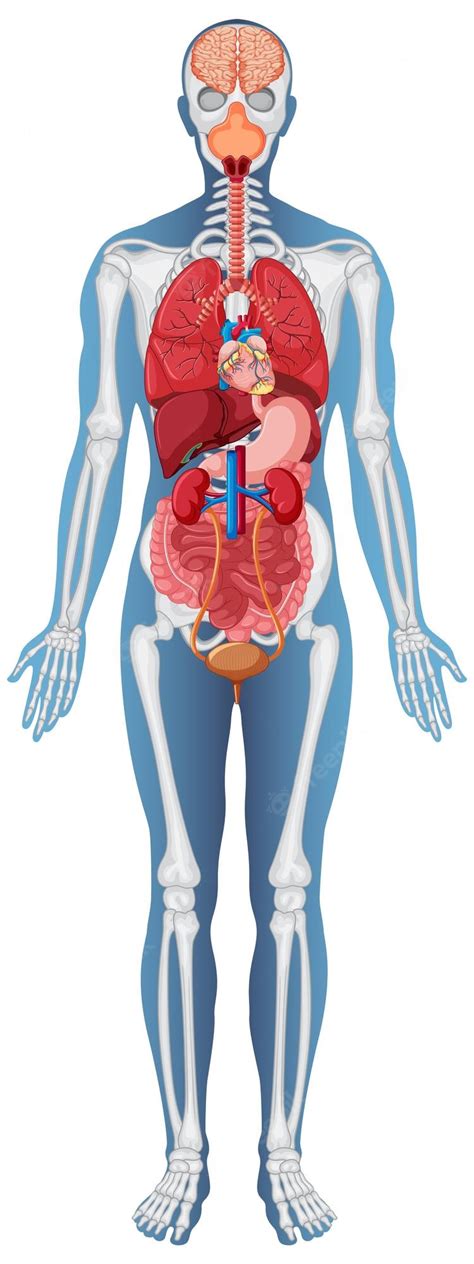 Human Body Systems Kids Stock Illustrations – 44 Human Body - Clip Art ...