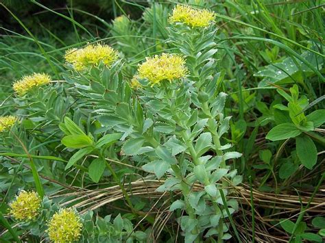 7 Health Benefits of Rhodiola Rosea - Health Benefits