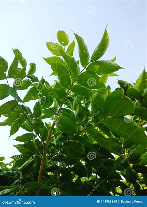 Closeup of New Leaf of Plant Stock Image - Image of nature, macro: 144588365