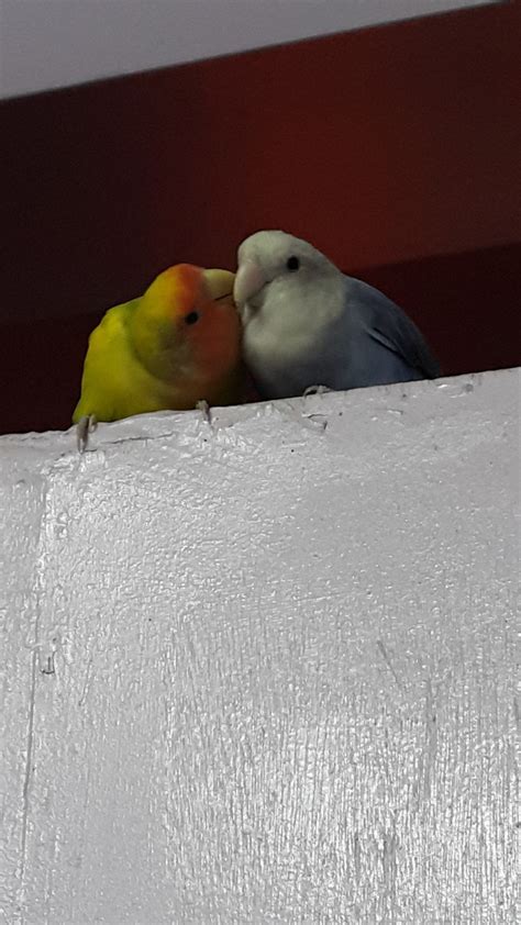 Lovebird Courtship and Mating: Breeding, Nesting, Behavior, and More - PetHelpful