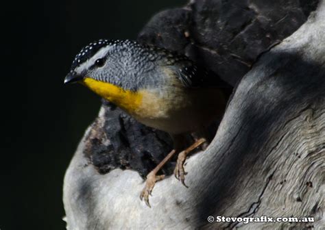 Spotted Pardalote - Pardalotus punctatus - Stevografix