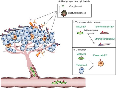 Proposed mechanism underlying the antitumor effect mediated by the ...