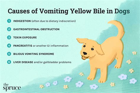 What to Do if Your Dog Is Vomiting Yellow Bile