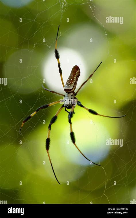 Florida Banana Spider Stock Photo - Alamy