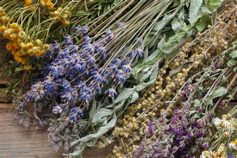 How to Dry Herbs in a Dehydrator