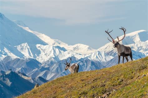 Brushbuck Wildlife Tours | National Park & Wildlife Tours from Jackson Hole