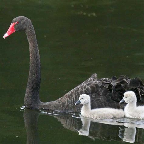 Black swan | Booderee National Park