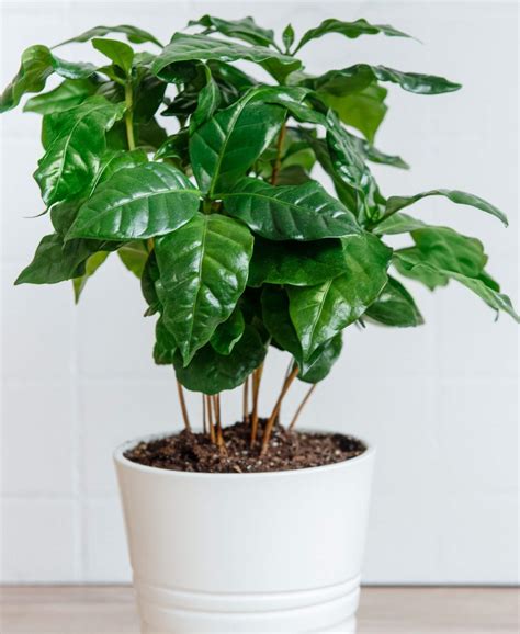 Coffee Plant 101: How to Care for Coffee Plants | Bloomscape