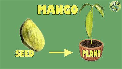 Mango seed Germination - Easily grow Mango Tree from Seed - with Time Lapse and Result - YouTube