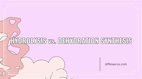 Hydrolysis vs. Dehydration Synthesis: All Differences Explained - Diffesaurus