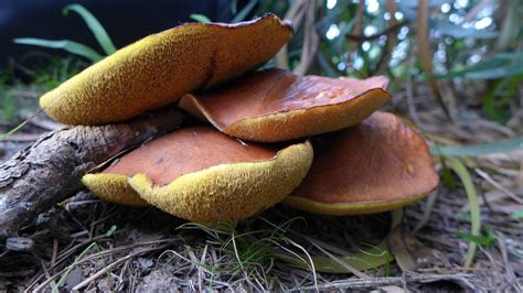 Suillus Species, NSW Australia - Mushroom Hunting and Identification - Shroomery Message Board