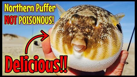 Are Northern Puffer Fish Poisonous? The 7 Detailed Answer - Chambazone.com