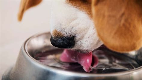 4 Best Dog Dental Water Additive [Updated 2023]