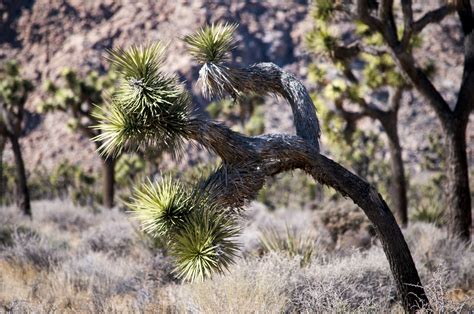 Joshua Tree Cacti Free Stock Photo - Public Domain Pictures