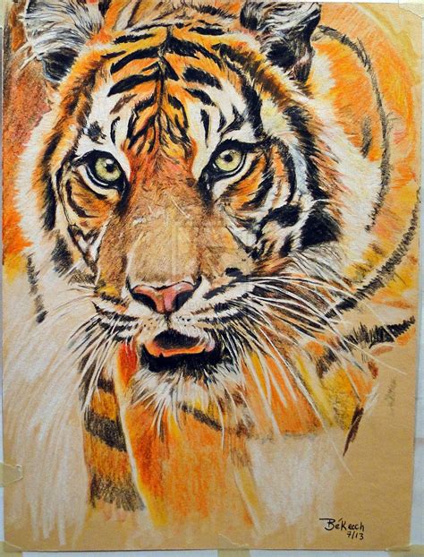 Colour Pencil Drawing Tiger - Goimages County