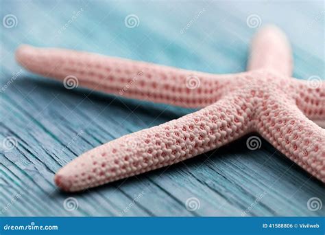 Pink sea star stock photo. Image of close, life, romantic - 41588806