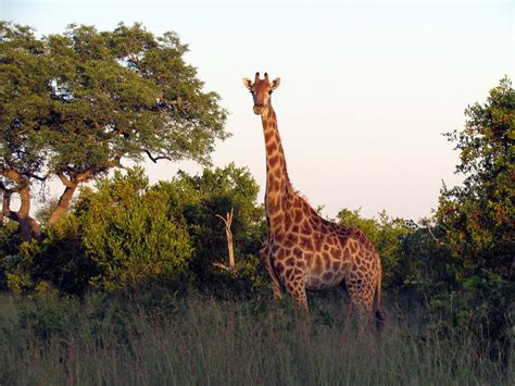 Lion - South Africa Safari - Djuma Game Reserve - Sabi San… | Flickr