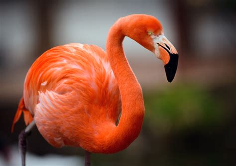 Flamenco: aprende sobre esta curiosa ave - Mis Animales