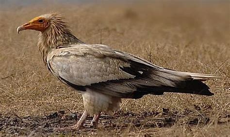 Life In The Arabian Desert: What Animals Live Here? - WorldAtlas