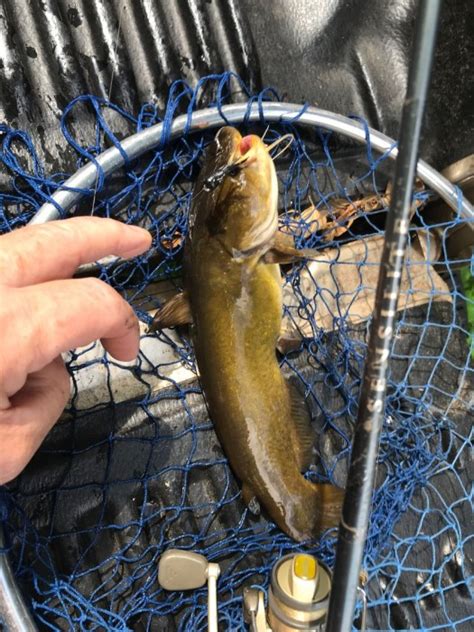 Yellow Bullhead Caught by John with Mister Twister 1¼" Nymph in New Jersey