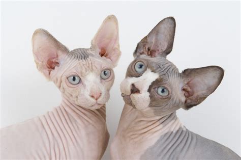 Inside the surreal world of Sphynx cats - and their oddball owners | Daily Mail Online