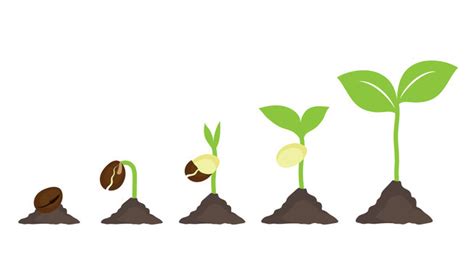 29,126 BEST Plant Grow Cartoon IMAGES, STOCK PHOTOS & VECTORS | Adobe Stock